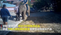 野生娱乐,探索自然与欢乐的完美融合