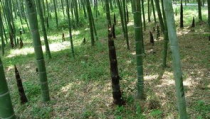毛竹种子,从采集到养护的实用指南