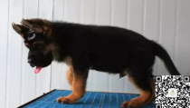 赛级犬,卓越基因与竞技精神的完美融合