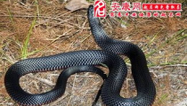 周公解梦 梦见死蛇,梦见死蛇的深层寓意与预示